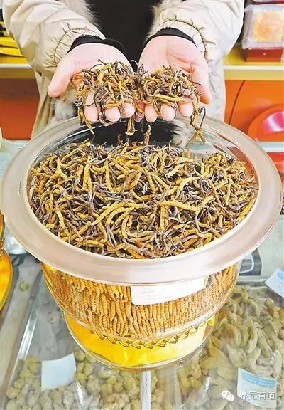 虫草价格揭秘，与自然美景的旅行中探寻内心平和的奥秘