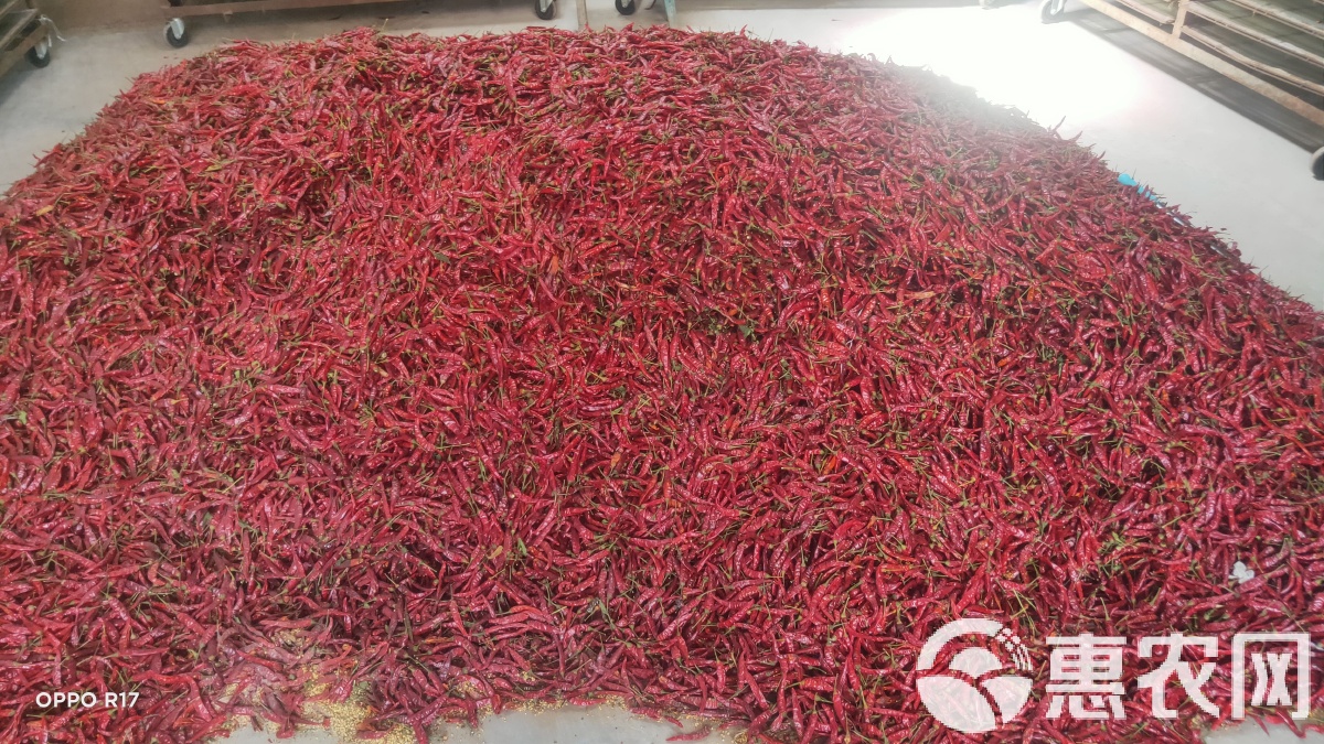 819辣椒市场行情深度分析